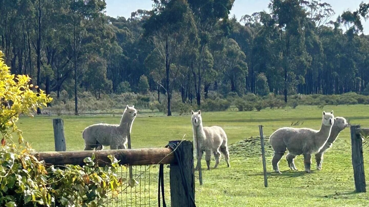 Photo of Others in Murchison