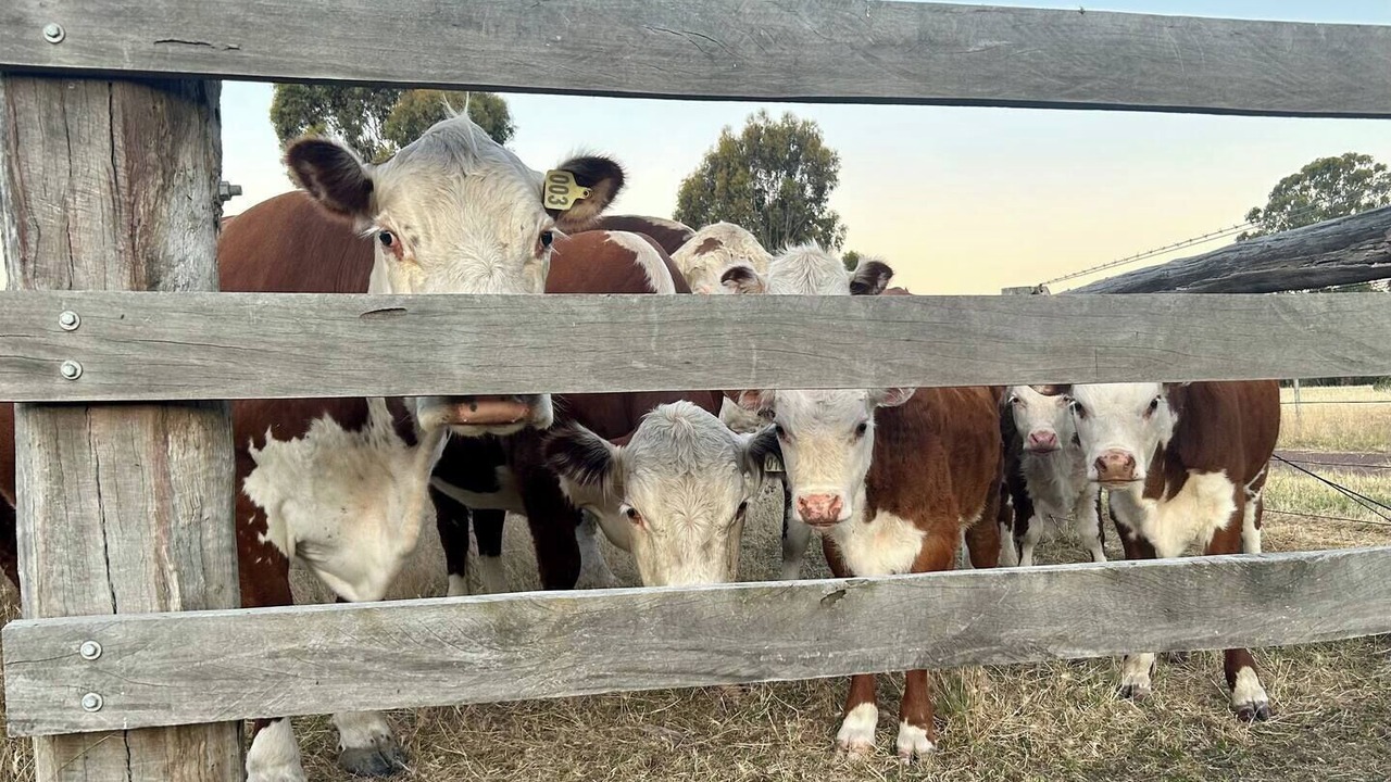 Photo of Others in Murchison