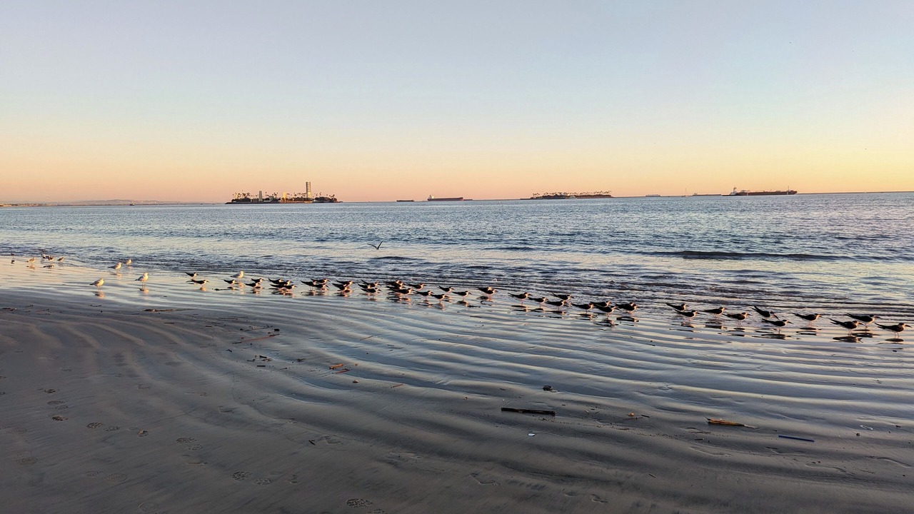 Photo of Others in Alamitos Beach