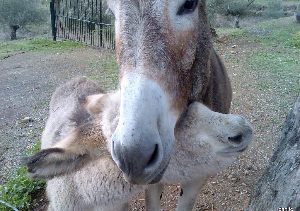 Photo of Others in Pozoblanco