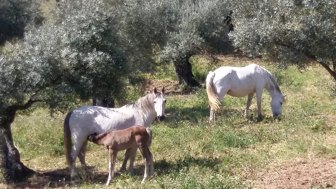 Photo of Others in Pozoblanco