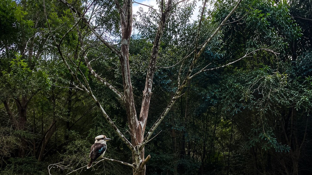 Photo of Others in Eumundi