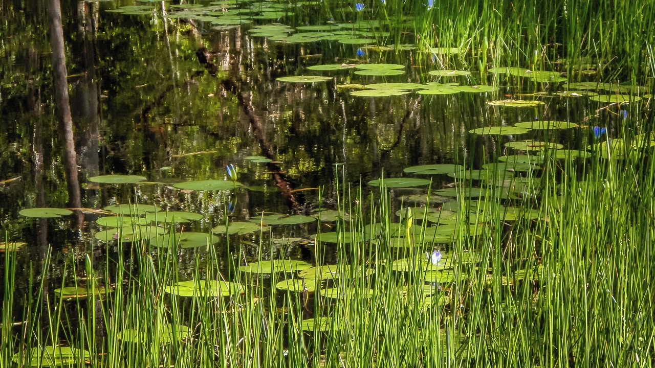 Photo of Others in Bellingen