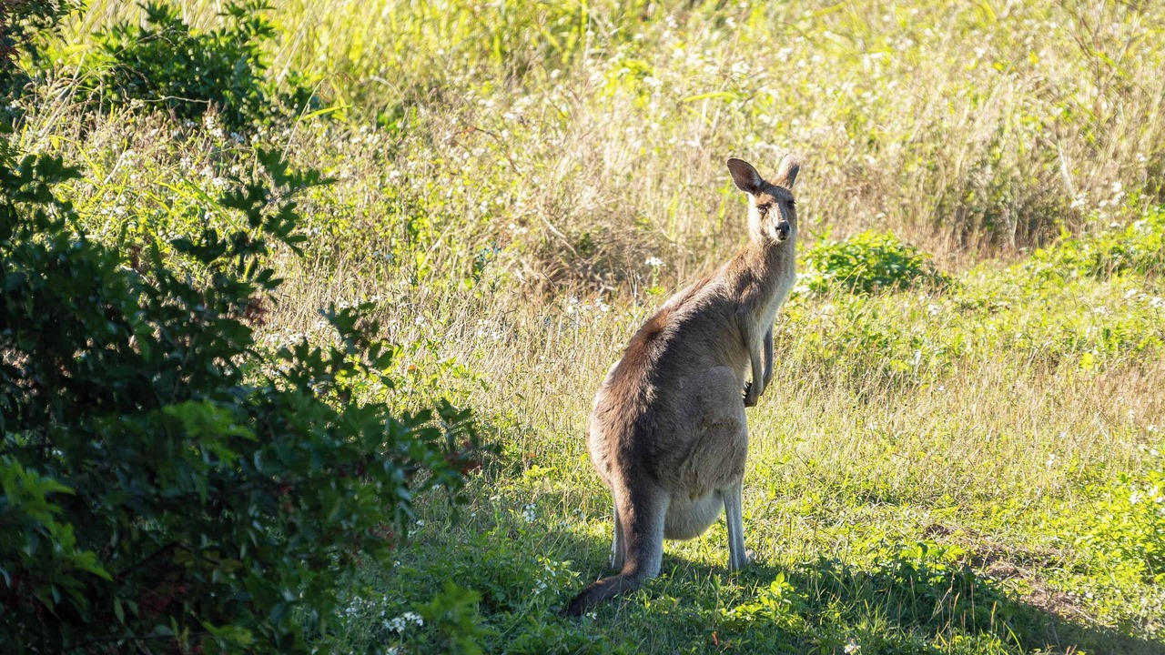 Photo of Others in Kalkie