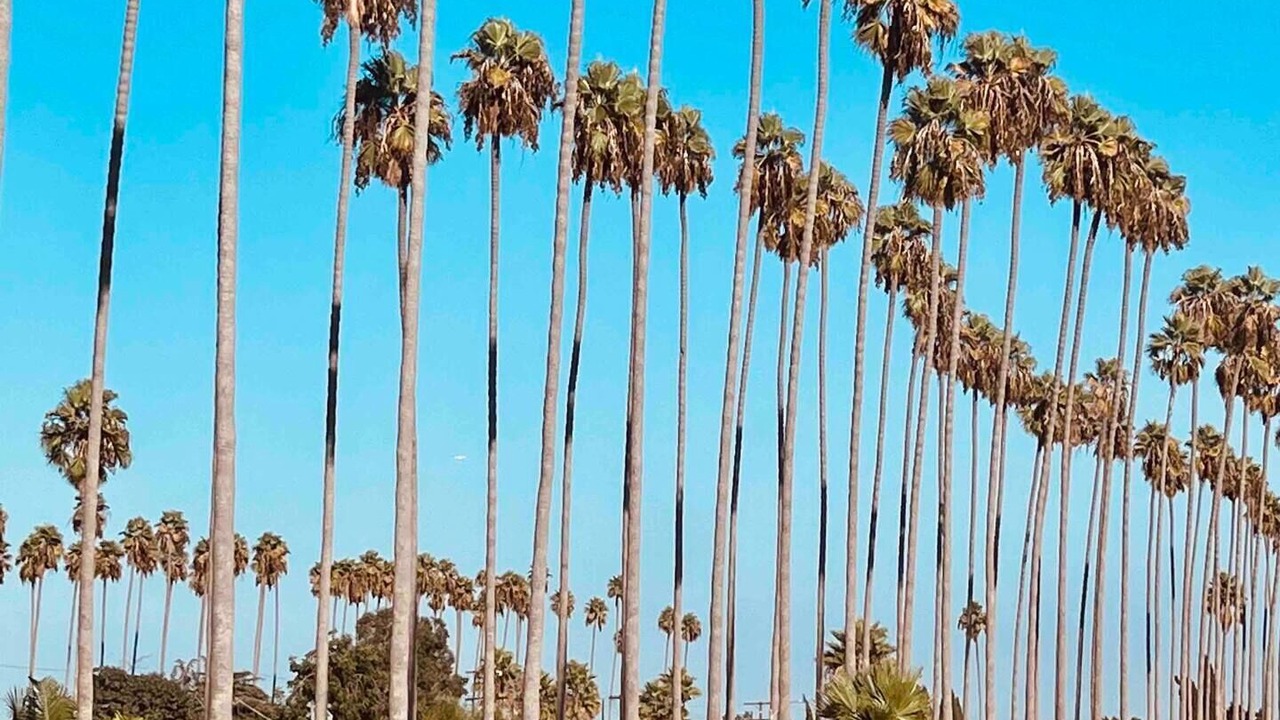Photo of Others in Los Angeles