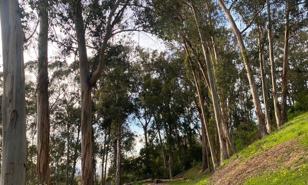 Photo of Outdoor in Olde Carlsbad