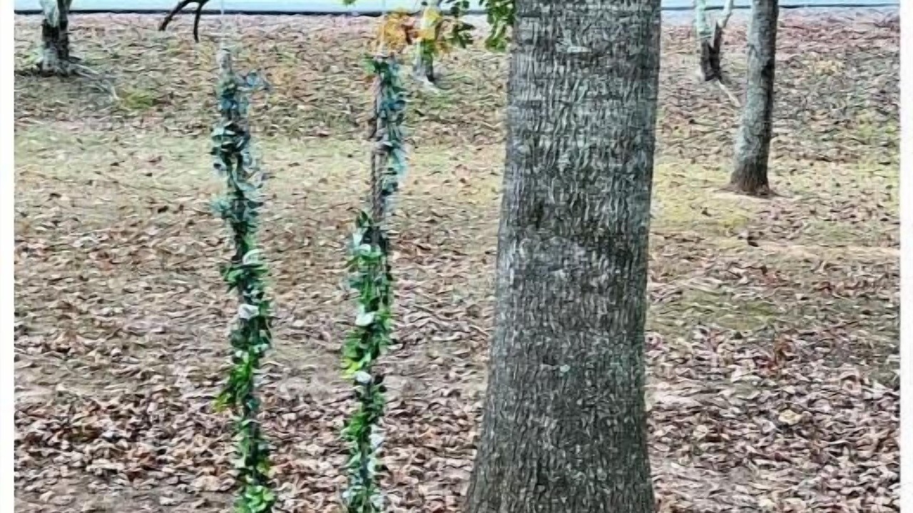 Photo of Outdoor in Albertville