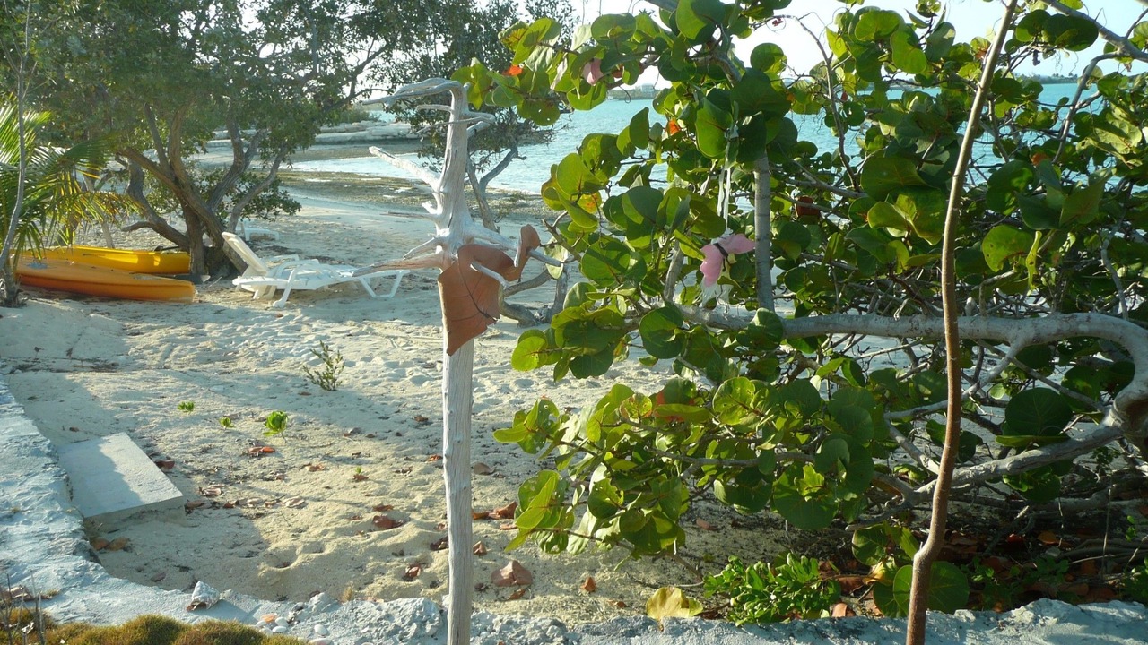 Photo of Others in George Town