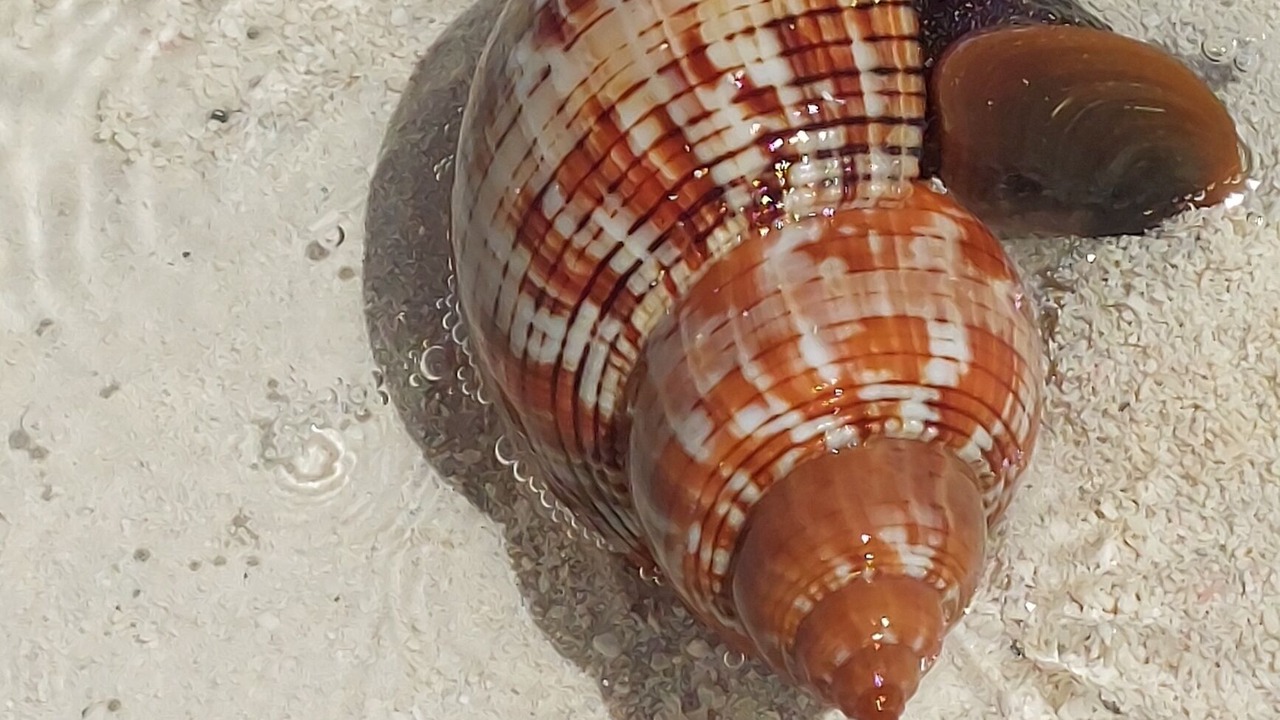 Photo of Others in Treasure Cay