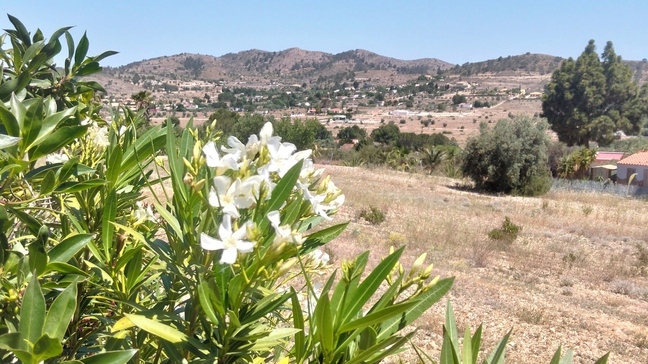 Photo of Others in Hondon de las Nieves