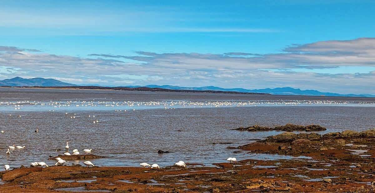 Photo of Others in Cap-Saint-Ignace
