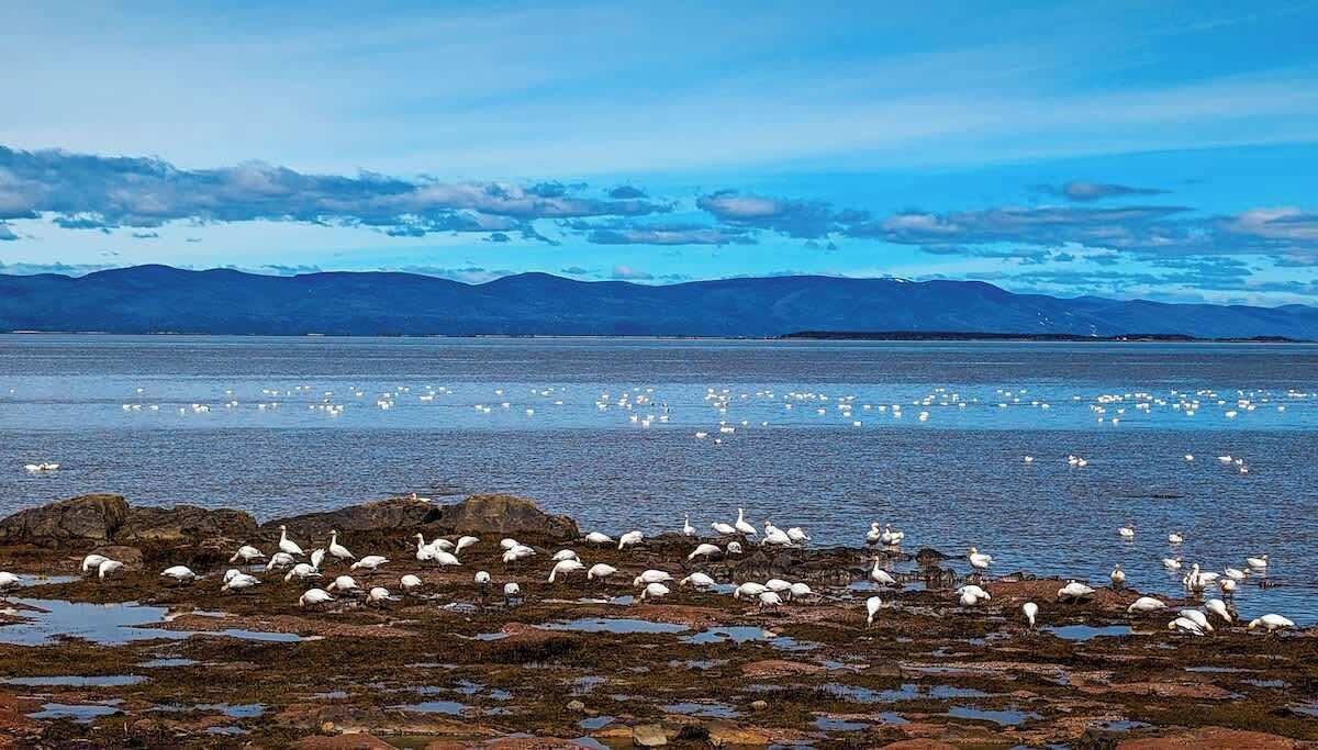 Photo of Others in Cap-Saint-Ignace