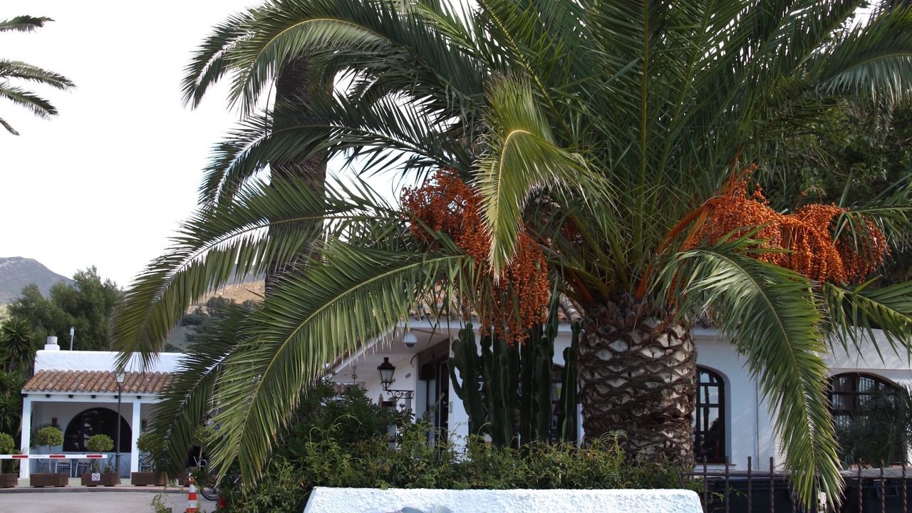 Photo of Outdoor in Valdevaqueros
