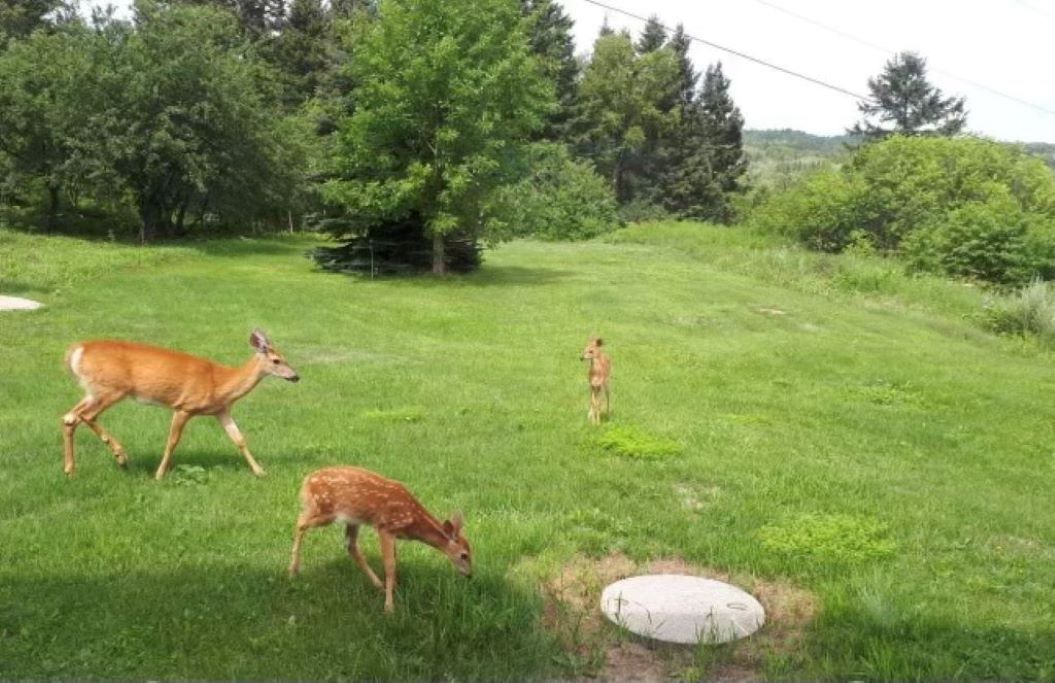 Photo of Outdoor in Port-au-Persil