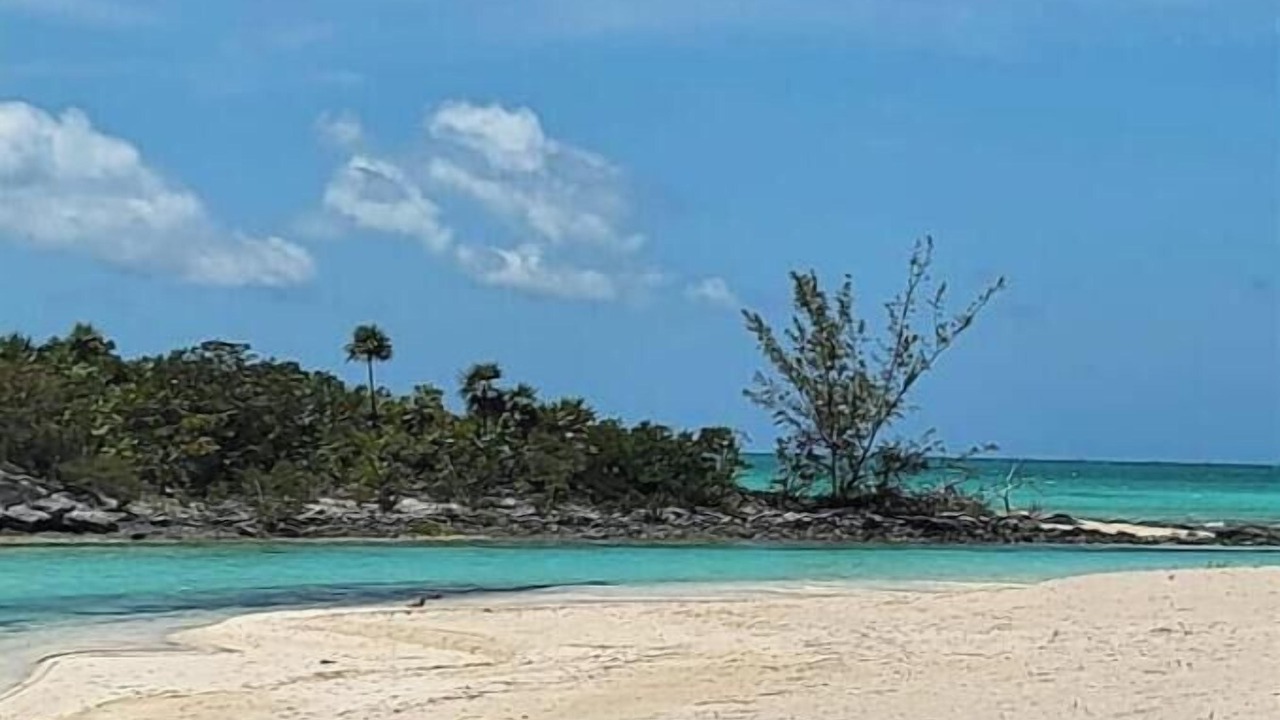 Photo of Others in New Bight