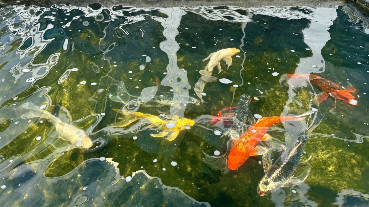 Photo of Others in Palm Valley