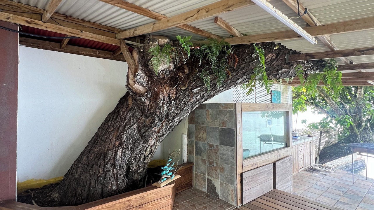 Photo of Patio Balcony in Teahupoo