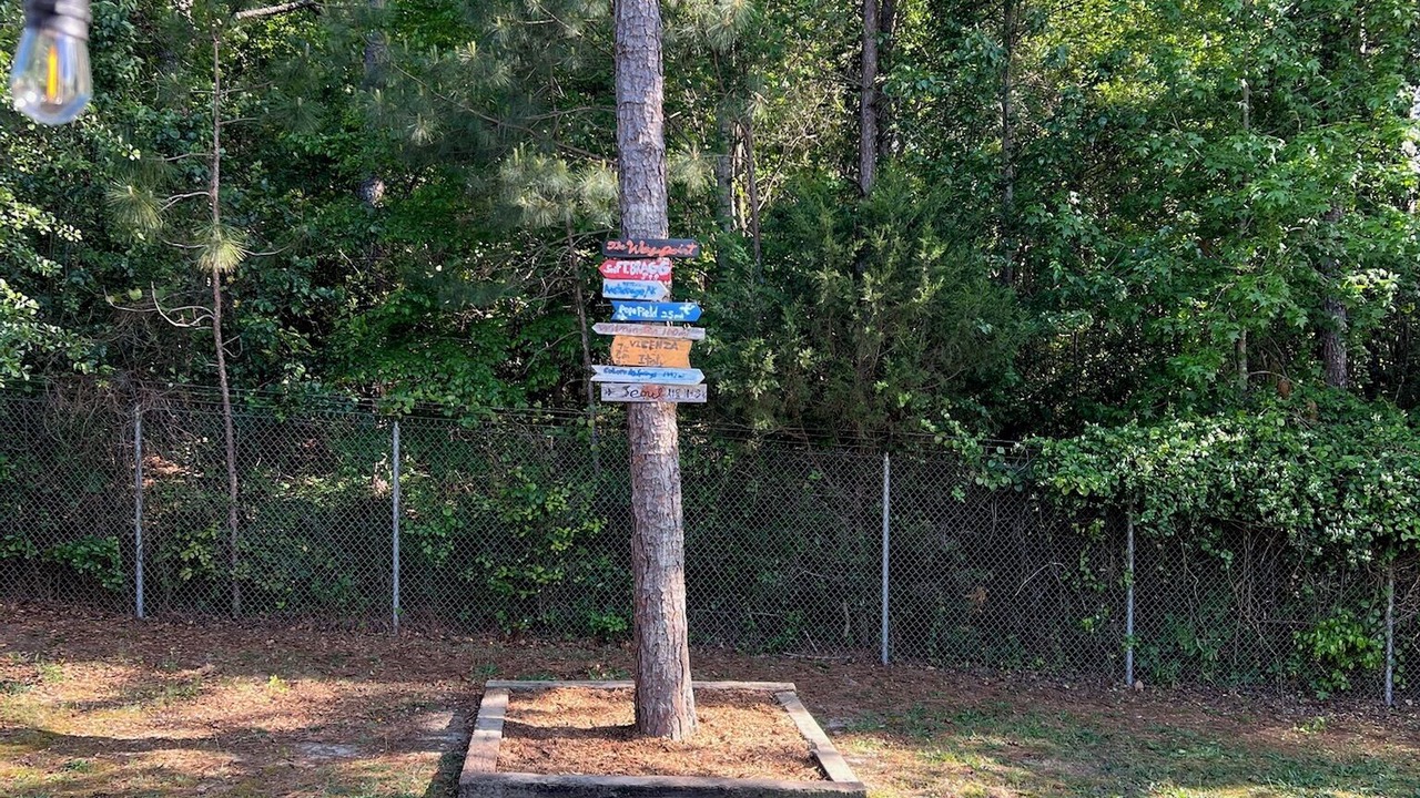 Photo of Outdoor in Pine Forest