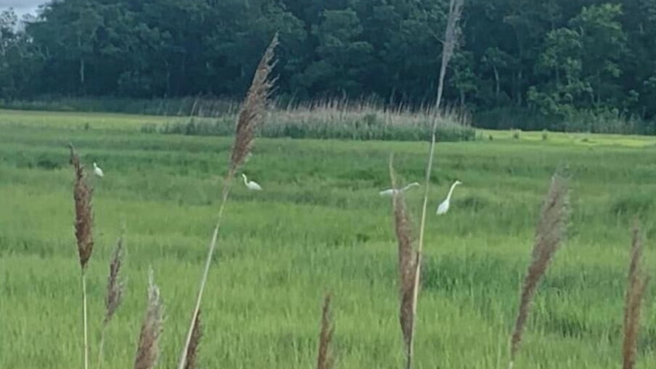 Photo of Others in Leeds Point