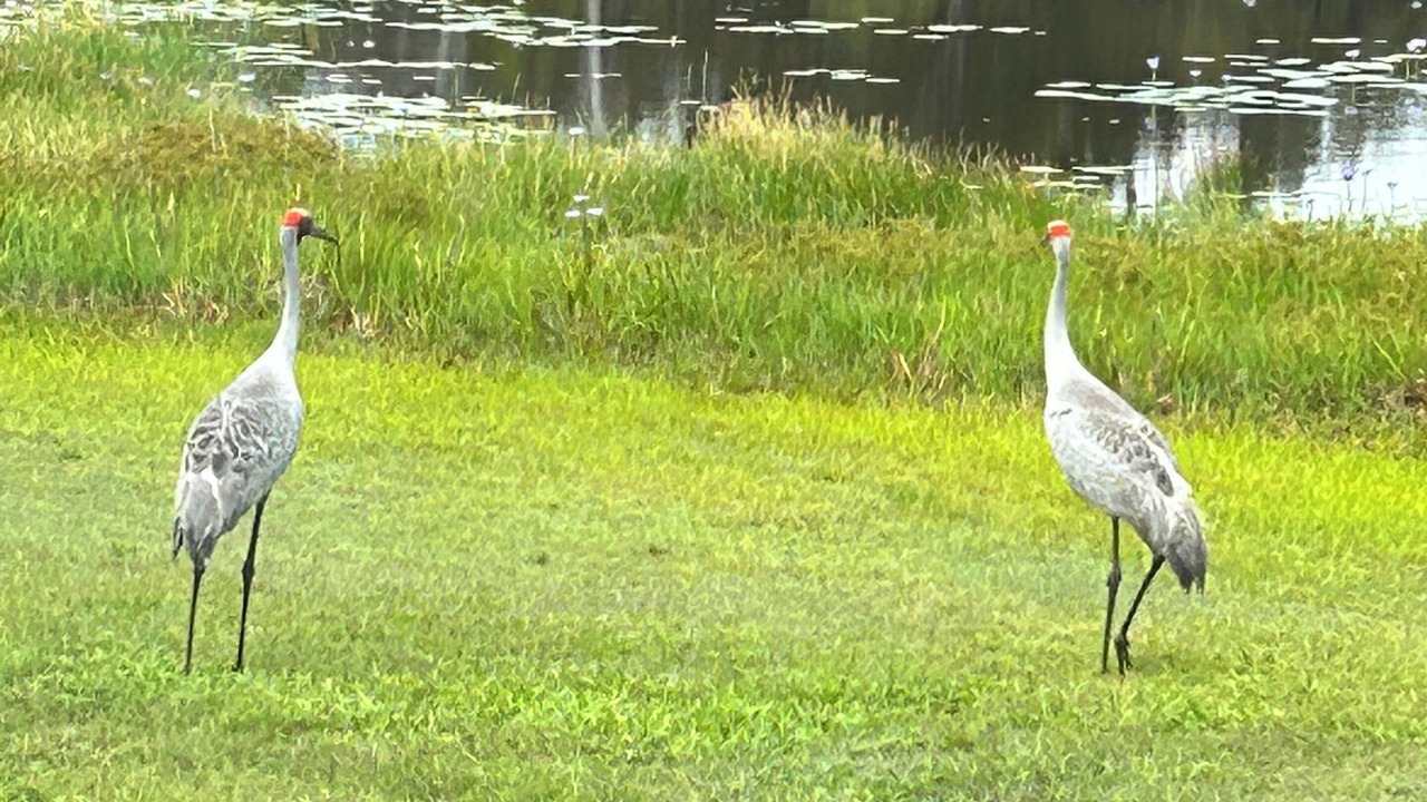 Photo of Others in Burrum River