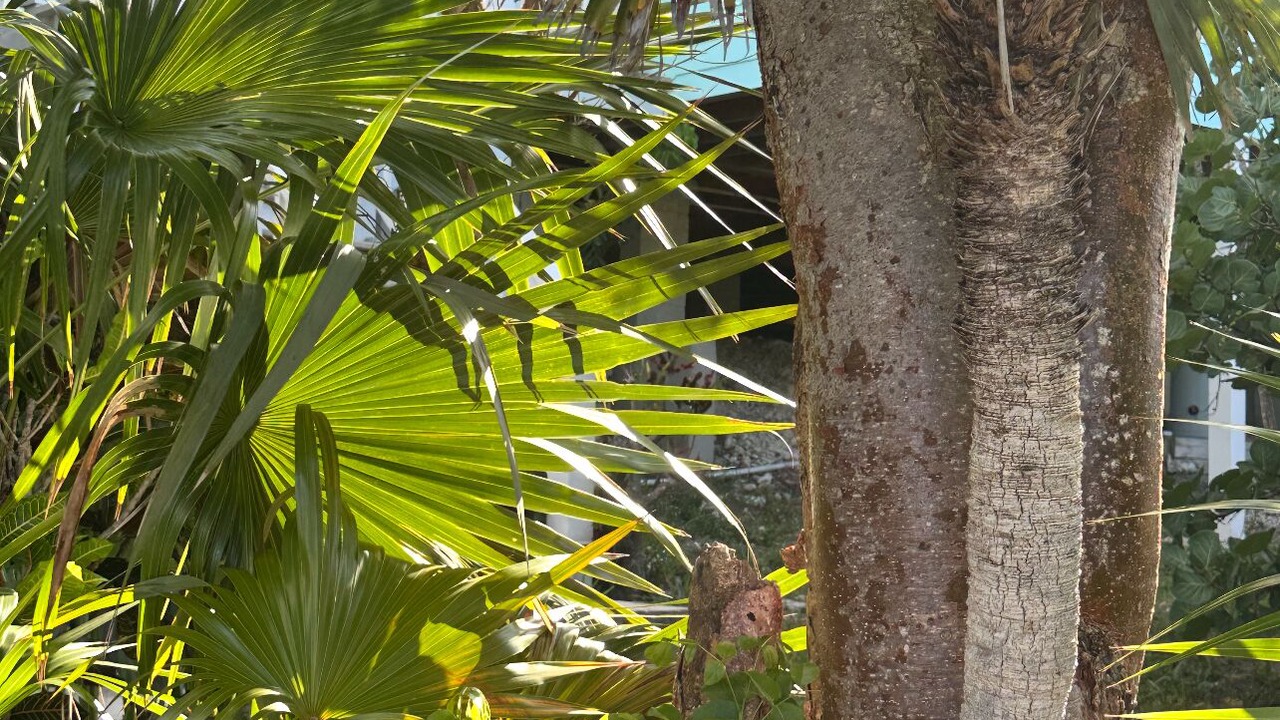 Photo of Outdoor in Green Turtle Cay