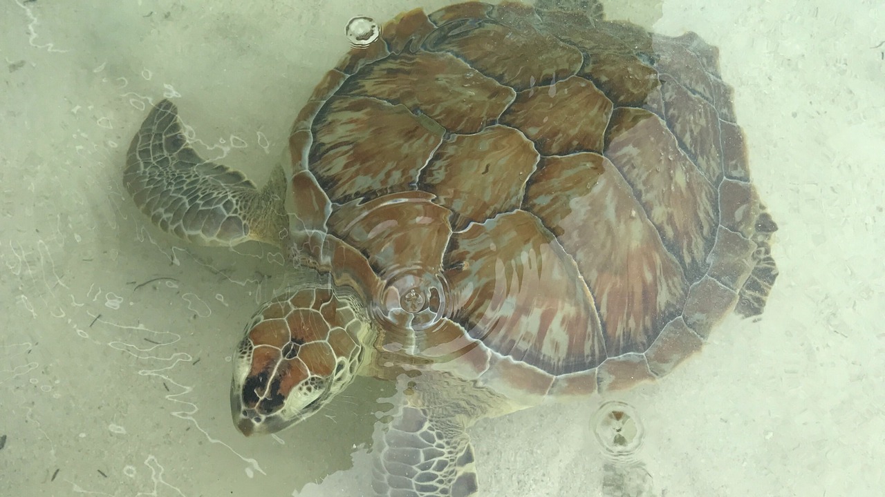 Photo of Others in Green Turtle Cay