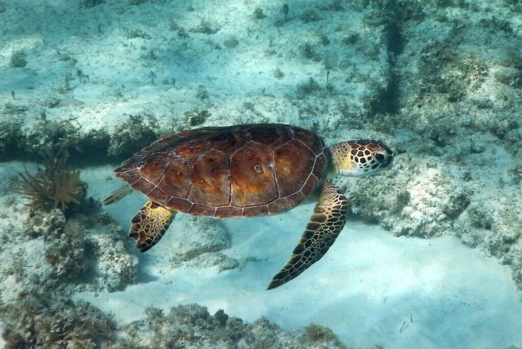 Photo of Others in Green Turtle Cay