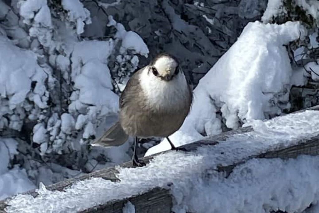 Photo of Others in Saint-Luc-de-Bellechasse