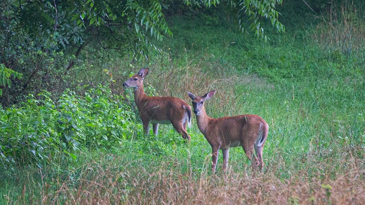 Photo of Others in Holcomb