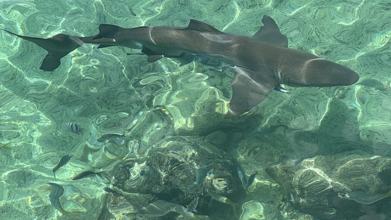 Photo of Others in Smith's Point