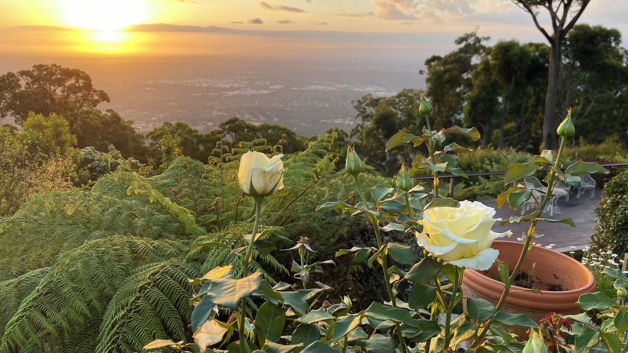 Photo of Outdoor in Mount Dandenong