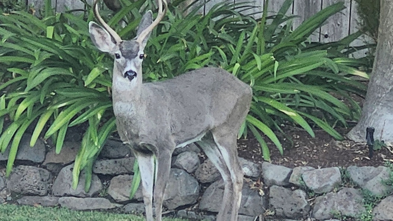 Photo of Others in San Anselmo