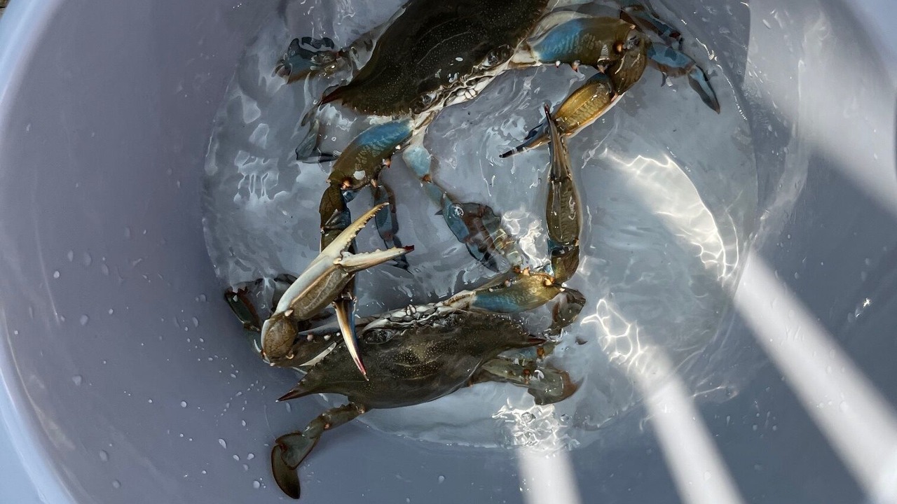 Photo of Others in Beach Haven West