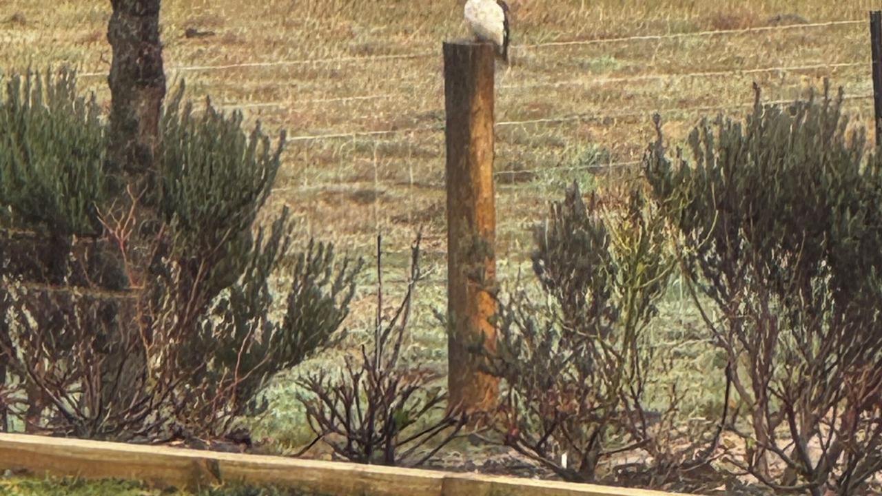 Photo of Others in Lancefield