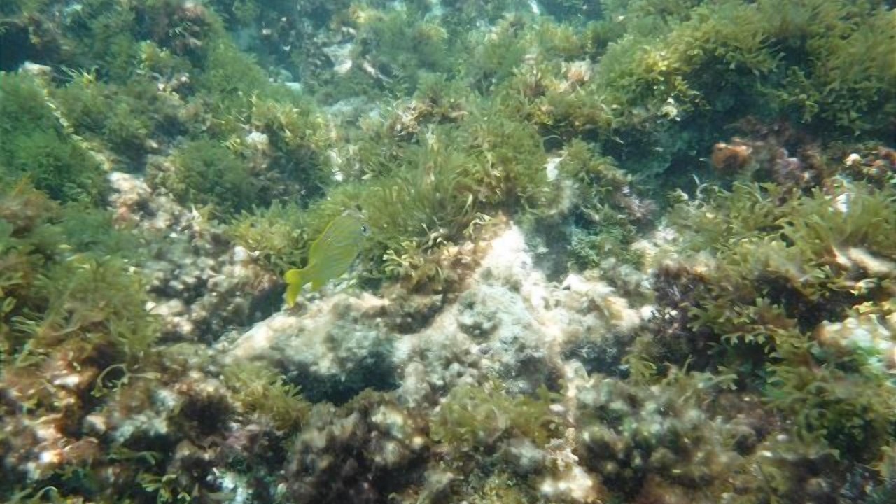 Photo of Others in Rainbow Bay