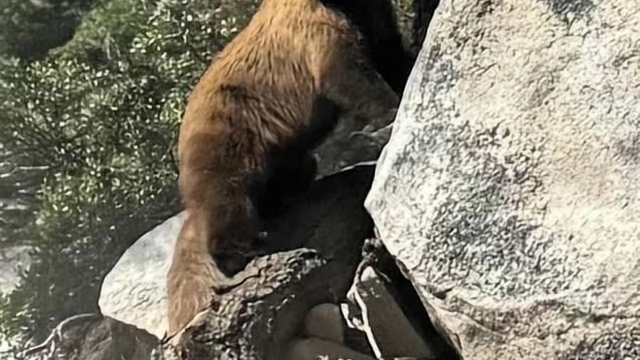 Photo of Others in Yosemite Forks