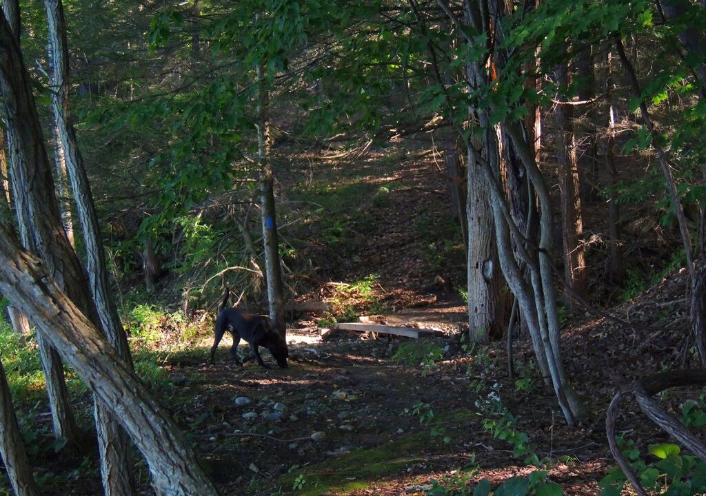Photo of Outdoor in Romulus