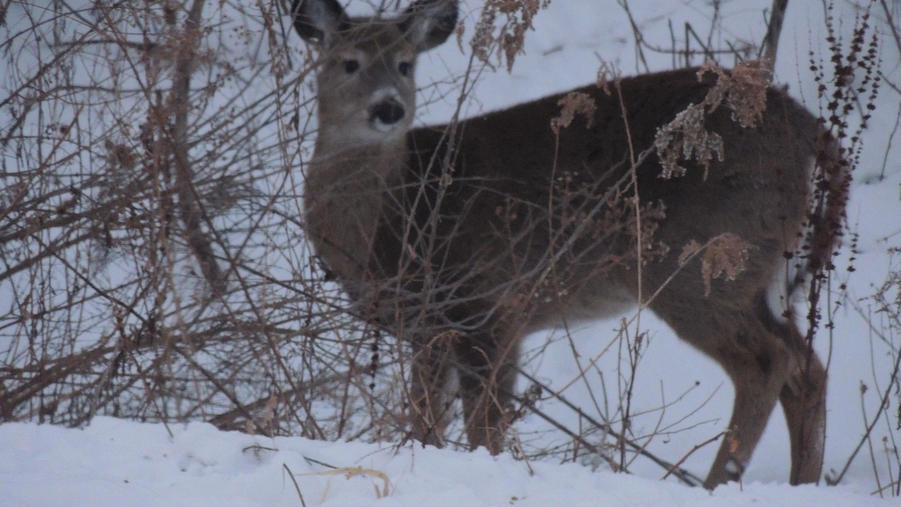 Photo of Others in Romulus