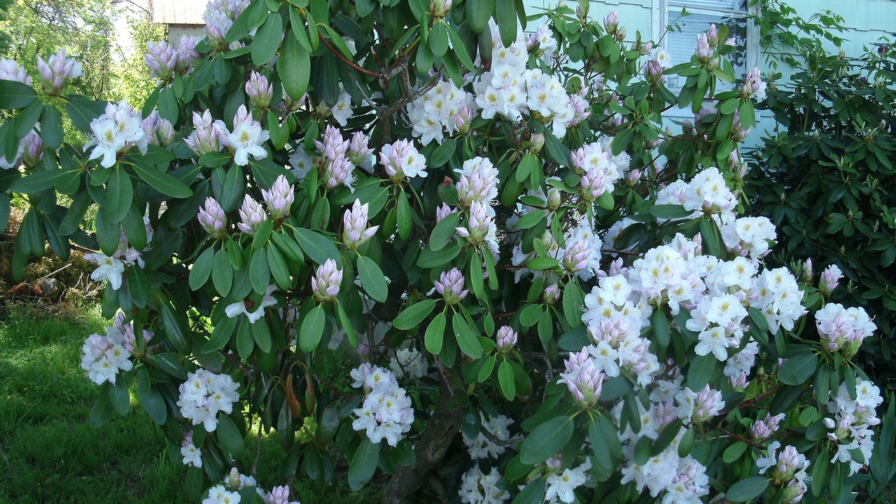 Photo of Outdoor in Ripley