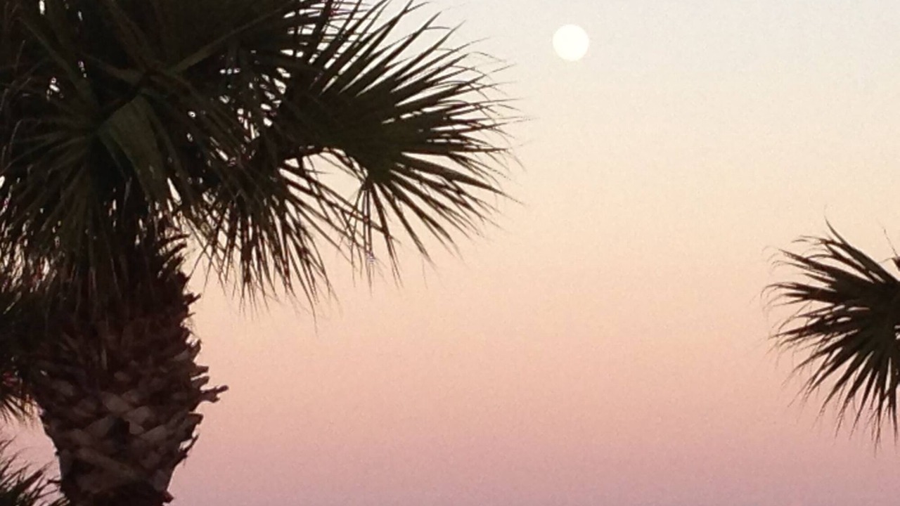 Photo of Others in Ormond-by-the-Sea