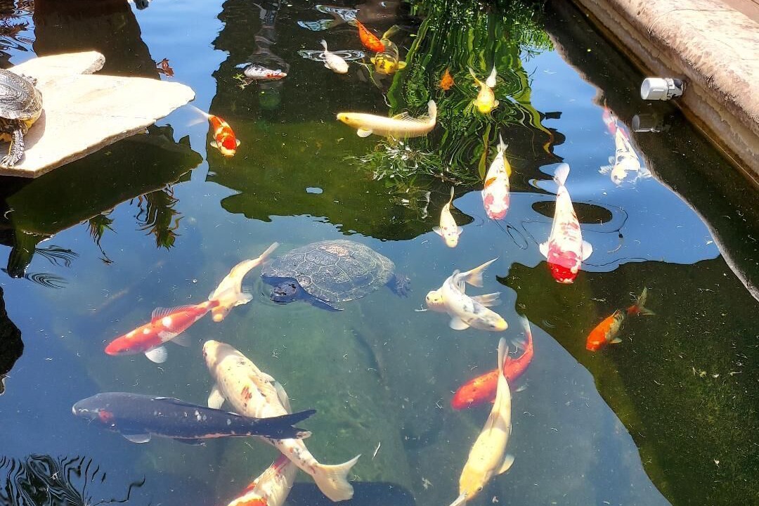 Photo of Outdoor in Fallbrook