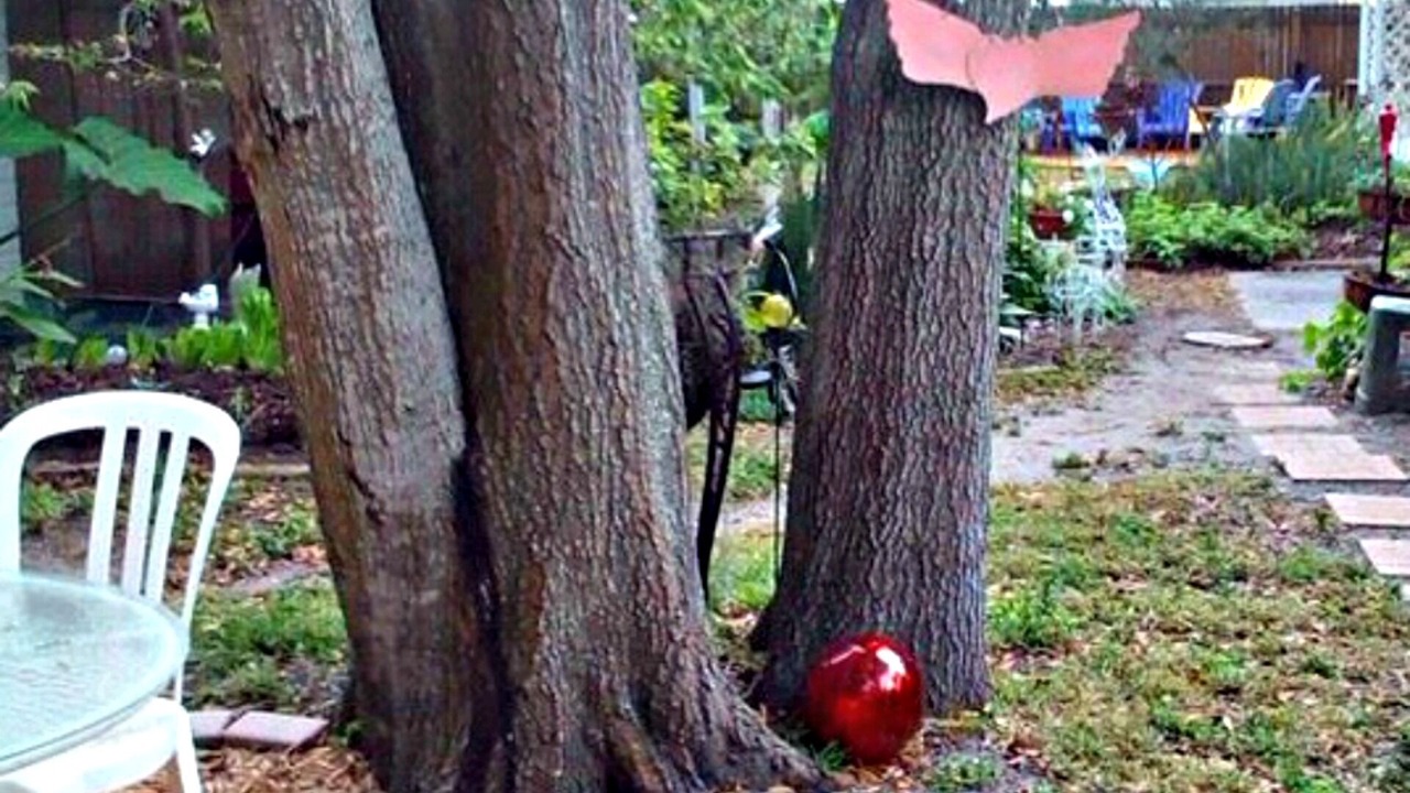 Photo of Outdoor in Clearwater