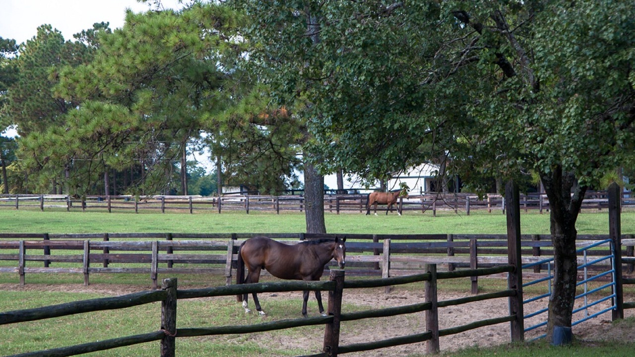 Photo of Others in Southern Pines
