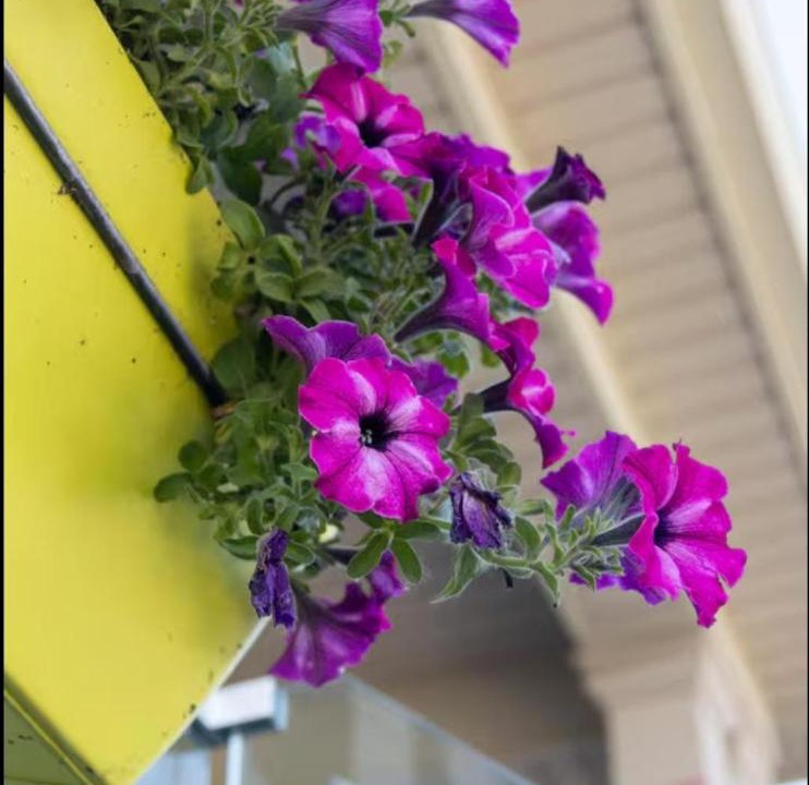 Photo of Patio Balcony in Brampton