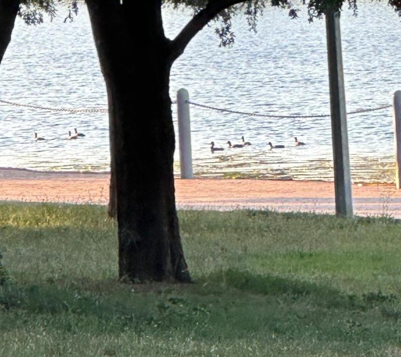 Photo of Others in Gungahlin