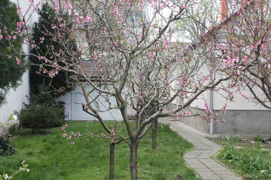 Photo of Others in Szolnok