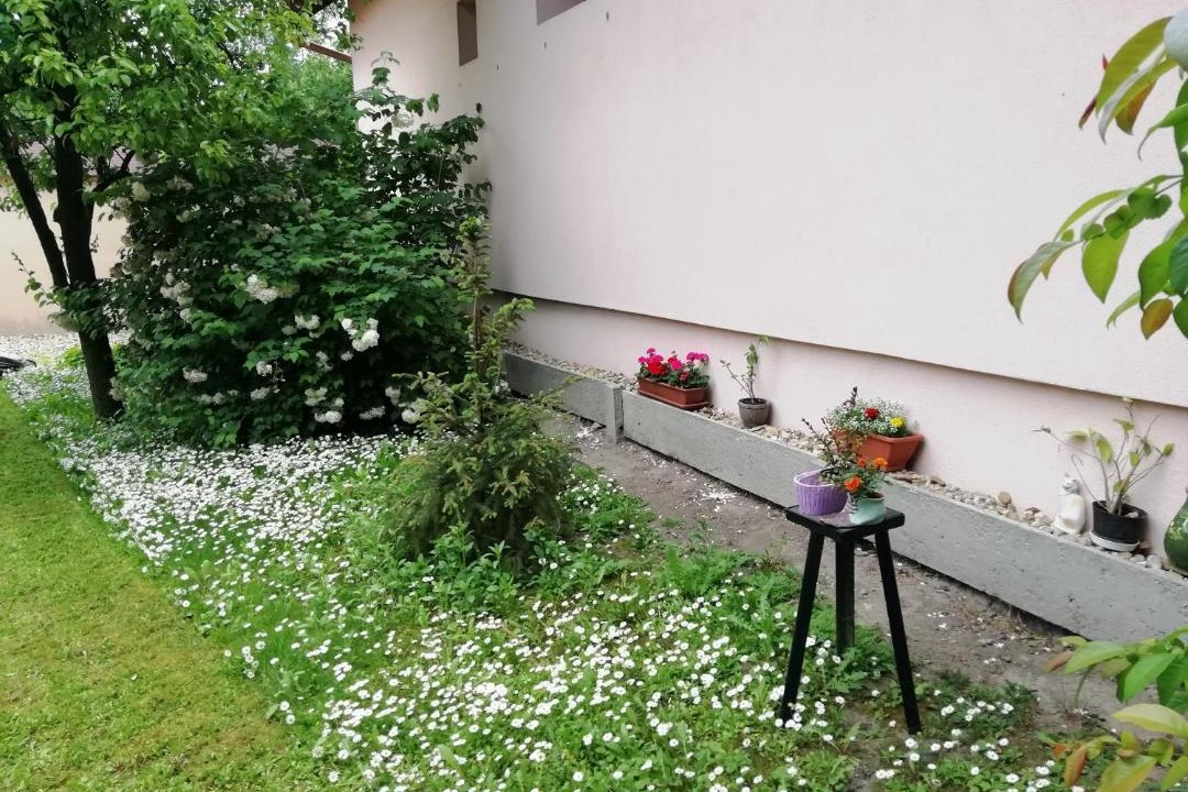 Photo of Others in Gyula