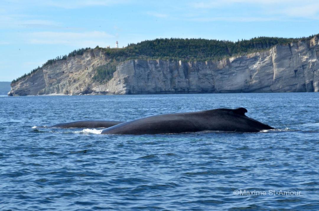Photo of Others in Cap-des-Rosiers