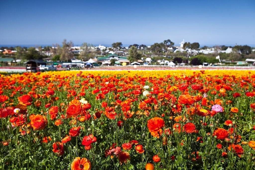 Photo of Outdoor in Carlsbad