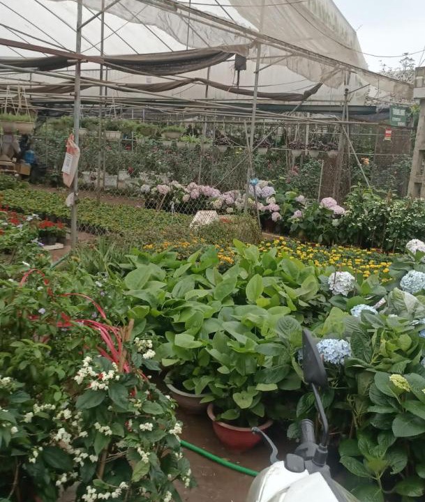 Photo of Others in Huyen An Lao